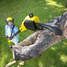 Best Tree Cabling and Bracing  in Abernathy, TX