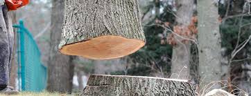 Best Firewood Processing and Delivery  in Abernathy, TX