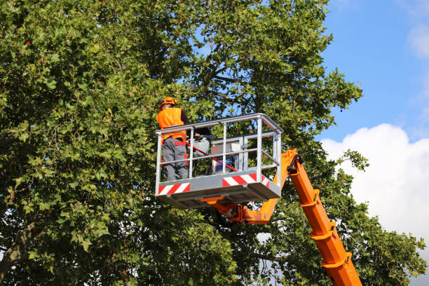 Abernathy, TX Tree Services Company