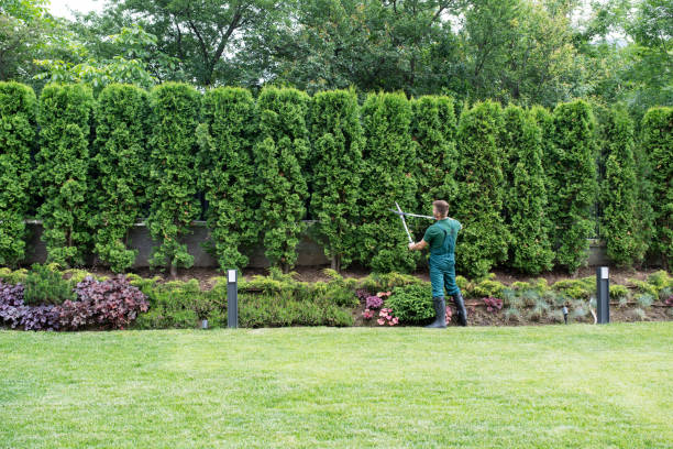 Organic Lawn Care Solutions in Abernathy, TX