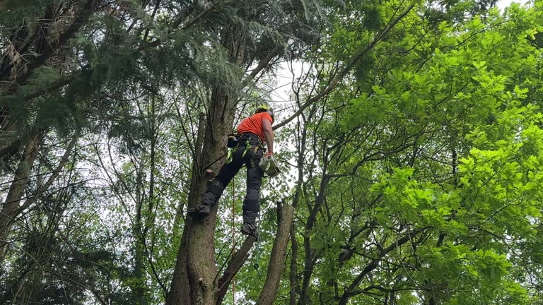 Abernathy, TX Tree Services Company