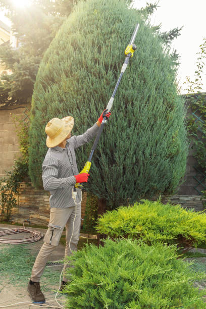 Best Lawn Maintenance Plans  in Abernathy, TX